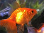 The Pet Shop