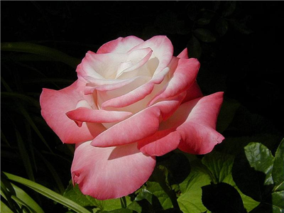 Pembe Gül