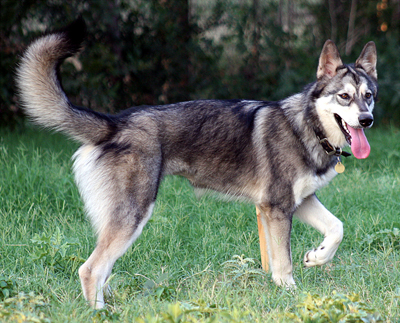 Hangi Köpek Sana Uygun