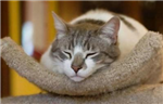 Kitty Exchanger