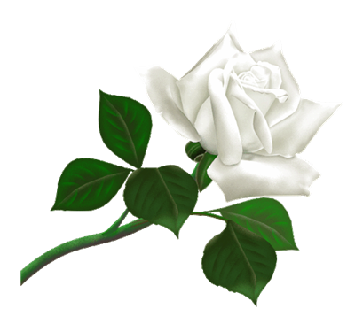 Rosa blanca!
