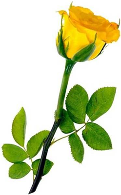 Rosa amarilla