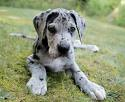 Send A Puppy