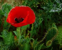 Amapola