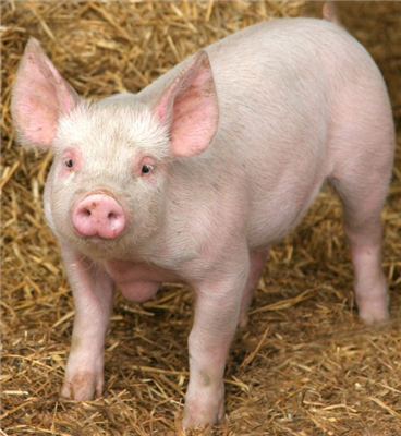 pig