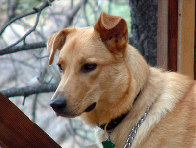 Hangi Köpek Olmak İstersin