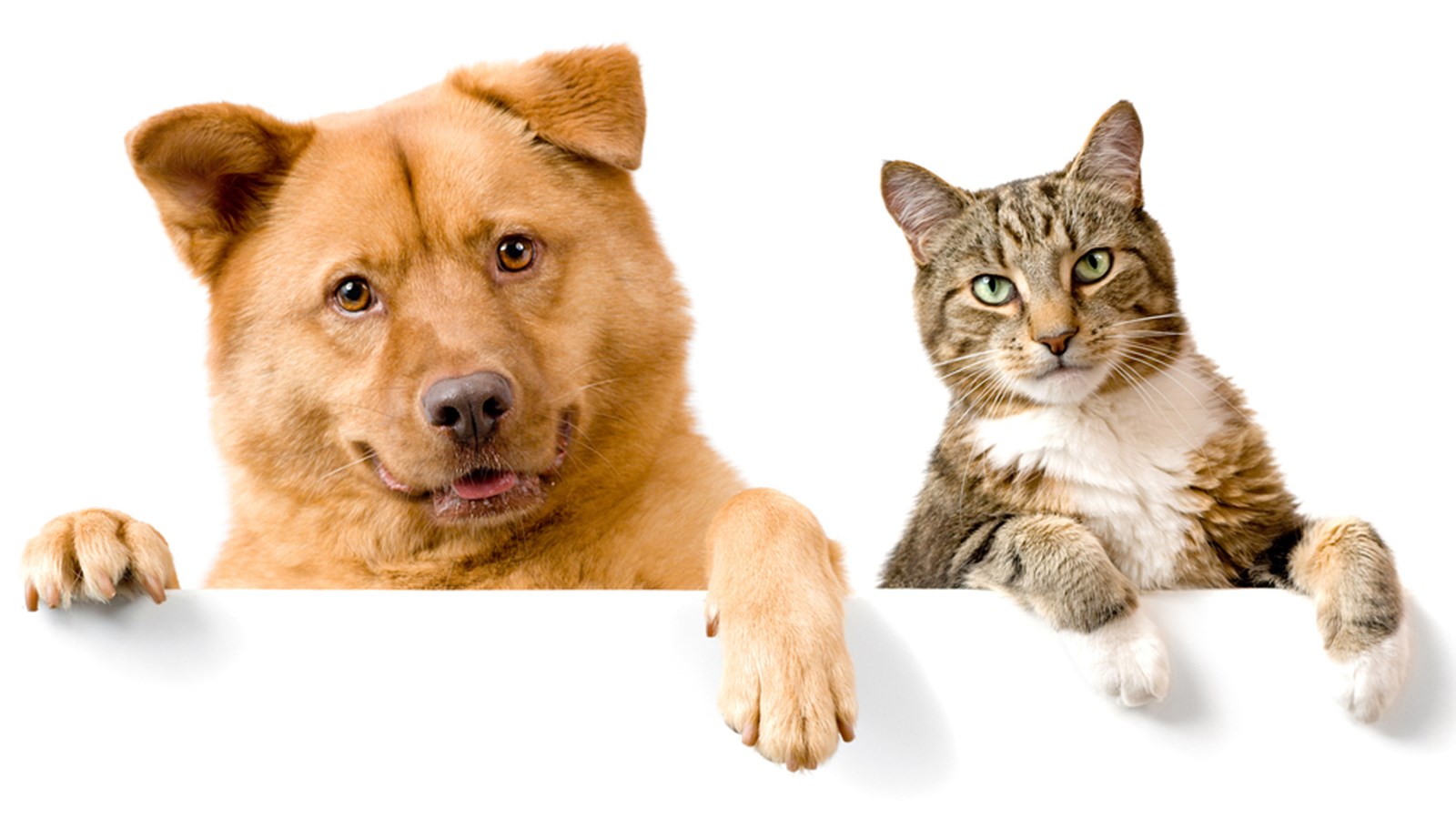 ¿Eres un gato o perro?