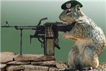 Squirrel War!