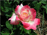 Migue Play Flowers