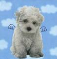 ♥♥Cute Pets♥♥