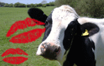 Besito de vaca