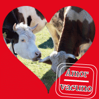 Lametazo de amor