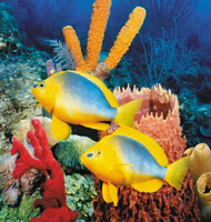 BLUE & YELLOW