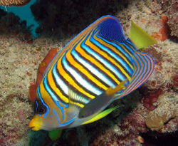 STRIPED
