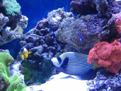 DARK BLUE DEPTH