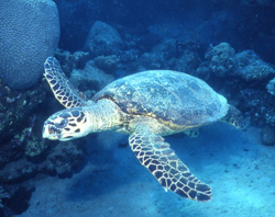 SWIMMER