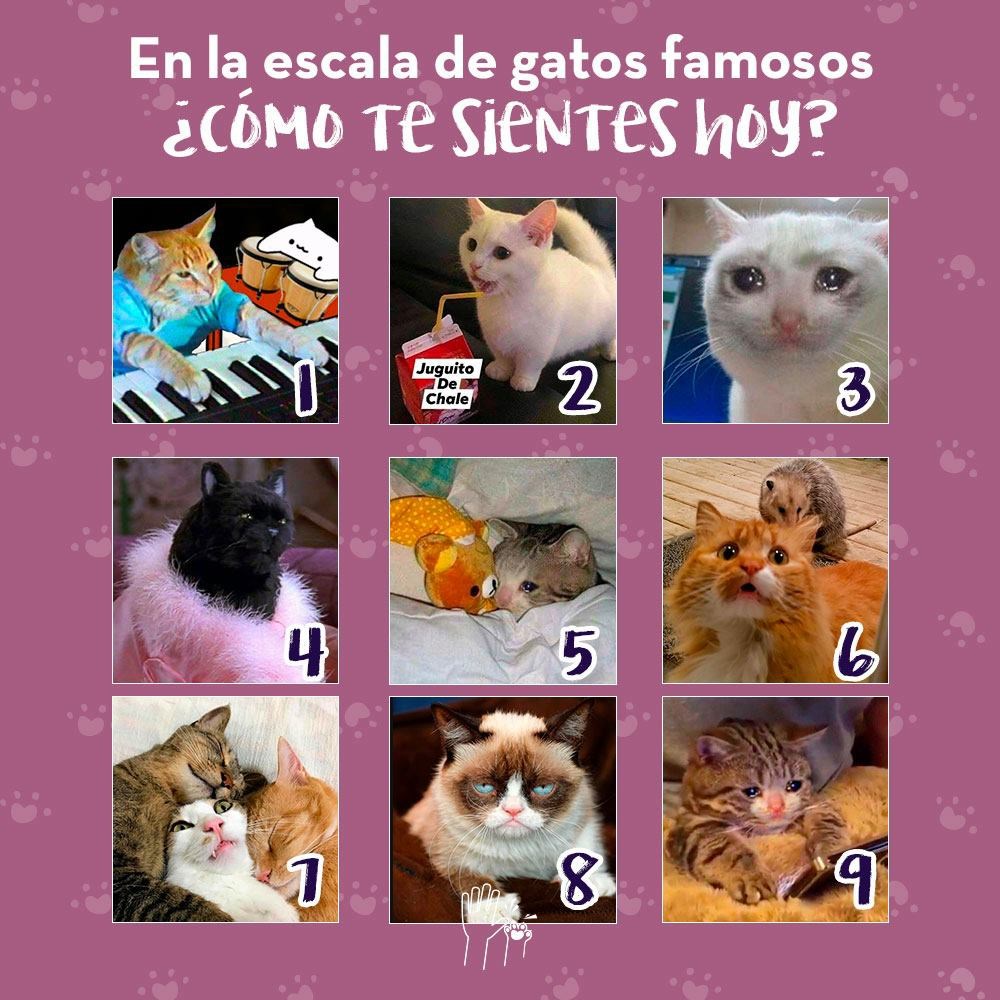 Que gato eres?