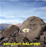 Y.A.K.U.T-Papatyam Can