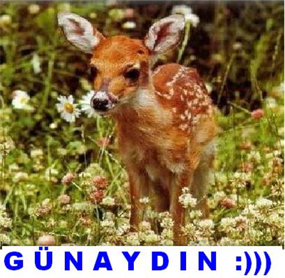 GUNAYDIN... HAYIRLI SABAHLAR...!