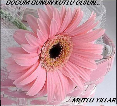 Doğum gününün sana tıbbı şaşırtacak kadar sağlık, melekleri kıskandıracak kadar mutluluk getirmesi dileğiyle nice yıllara.. 