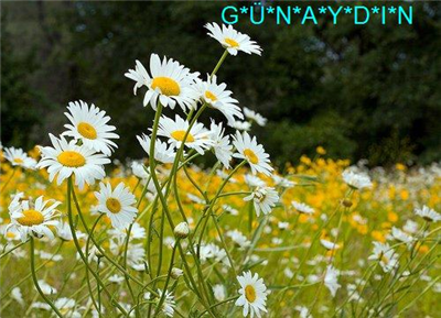 GUNAYDIN... HAYIRLI SABAHLAR...!