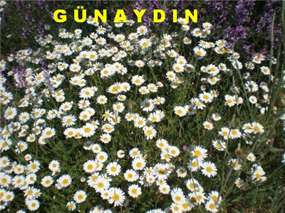GUNAYDIN... HAYIRLI SABAHLAR...!