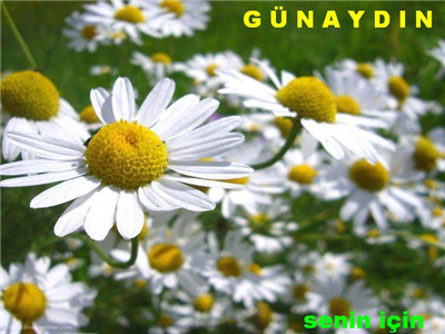SELAM VE MUHABBET İLE...GÜNAYDIN....