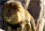 Zooanimals
