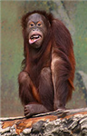 Primate Gifts