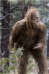 Lucky Bigfoot