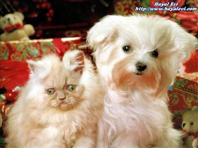 Kediler Köpekler