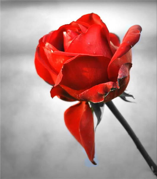 red roses