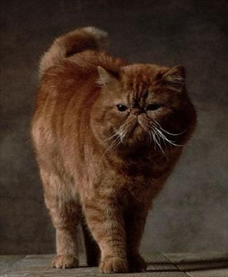 Hangi Kedi Sana Göre?