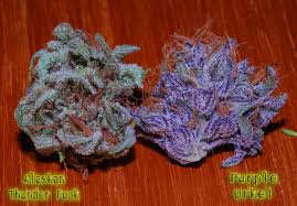 DoZer Smoke