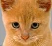 Ianimals