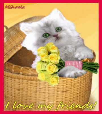 cute cat