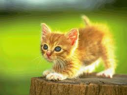 Yavru Kedi