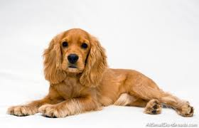 Cocker