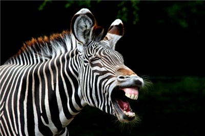 Zebra