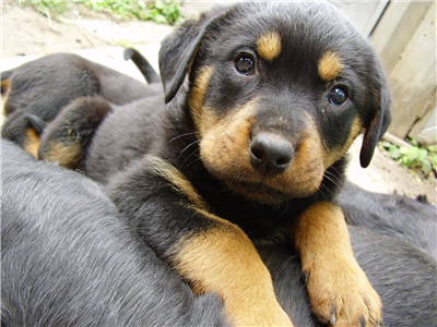 Rottweiler