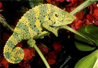 Bukalemun