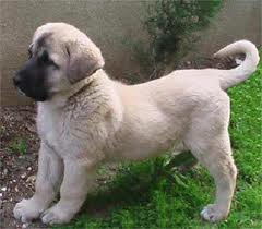 Kangal