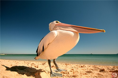 Pelikan