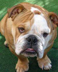 Buldog