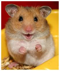 Hamster