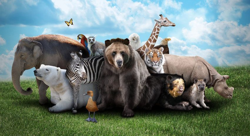 Que Animal Eres -Chido Animal