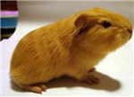 Gift A Guinea-Pig