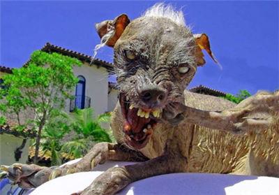 T'es Moche? Ou Plutot Moche?