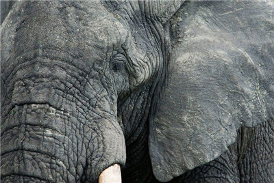 rescue an elephant