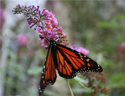 catch a butterfly